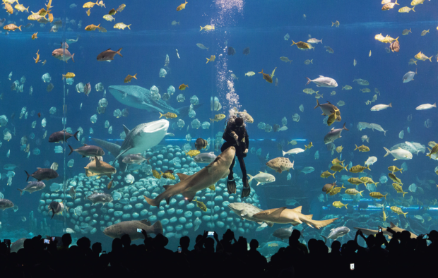Chimelong Ocean Kingdom